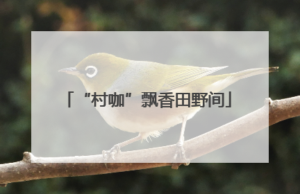 “村咖”飘香田野间