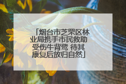 烟台市芝罘区林业局携手市民救助受伤牛背鹭 待其康复后放归自然