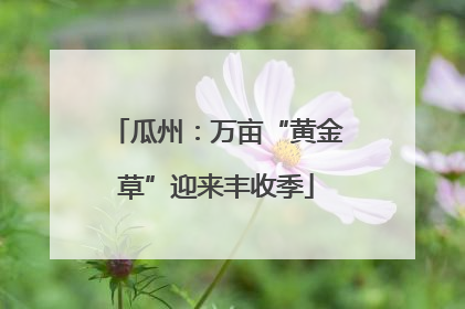 瓜州：万亩“黄金草”迎来丰收季