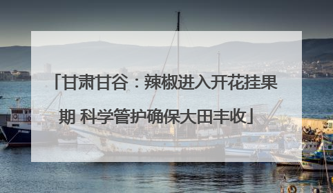 甘肃甘谷：辣椒进入开花挂果期 科学管护确保大田丰收