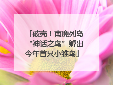 破壳！南麂列岛“神话之鸟”孵出今年首只小雏鸟
