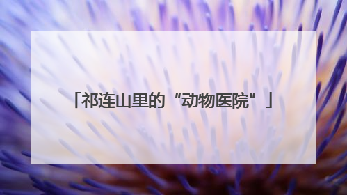 祁连山里的“动物医院”
