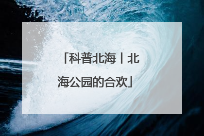 科普北海丨北海公园的合欢