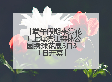 端午假期来赏花！上海滨江森林公园绣球花展5月31日开幕