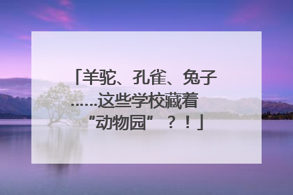 羊驼、孔雀、兔子……这些学校藏着 “动物园”？！