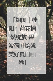组图｜桂阳：荷花悄然绽放 碧波荷叶绘就美好夏日画卷