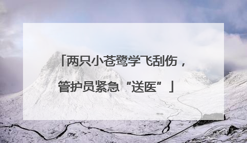 两只小苍鹭学飞刮伤，管护员紧急“送医”