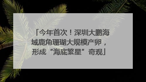 今年首次！深圳大鹏海域鹿角珊瑚大规模产卵，形成“海底繁星”奇观