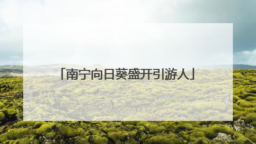 南宁向日葵盛开引游人