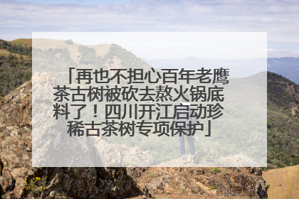 再也不担心百年老鹰茶古树被砍去熬火锅底料了！四川开江启动珍稀古茶树专项保护