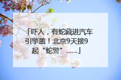 吓人，有蛇藏进汽车引擎盖！北京9天接9起“蛇警”……