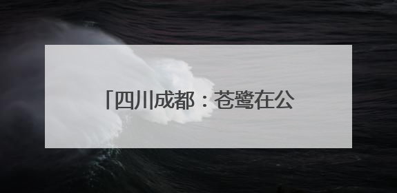 四川成都：苍鹭在公园湖心岛觅食嬉戏