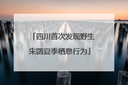 四川首次发现野生朱鹮夏季栖息行为