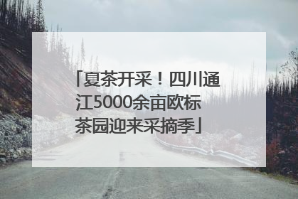 夏茶开采！四川通江5000余亩欧标茶园迎来采摘季