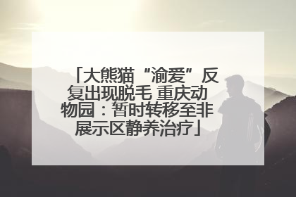 大熊猫“渝爱”反复出现脱毛 重庆动物园：暂时转移至非展示区静养治疗