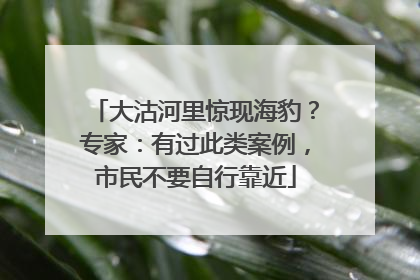 大沽河里惊现海豹？专家：有过此类案例，市民不要自行靠近
