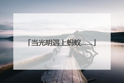 当光明遇上蚂蚁……