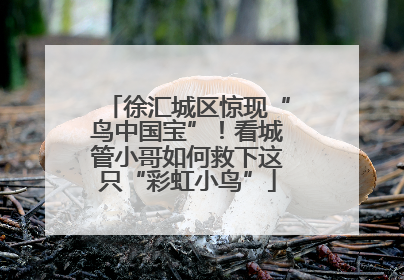 徐汇城区惊现“鸟中国宝”！看城管小哥如何救下这只“彩虹小鸟”