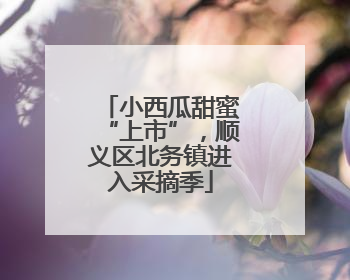 小西瓜甜蜜“上市”，顺义区北务镇进入采摘季