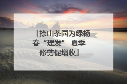 捺山茶园为绿杨春“理发” 夏季修剪促增收