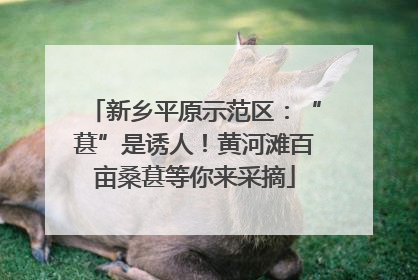 新乡平原示范区：“葚”是诱人！黄河滩百亩桑葚等你来采摘