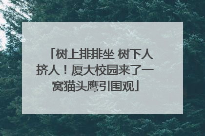 树上排排坐 树下人挤人！厦大校园来了一窝猫头鹰引围观