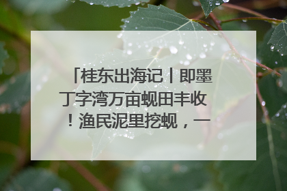 桂东出海记丨即墨丁字湾万亩蚬田丰收！渔民泥里挖蚬，一天上岸过千斤