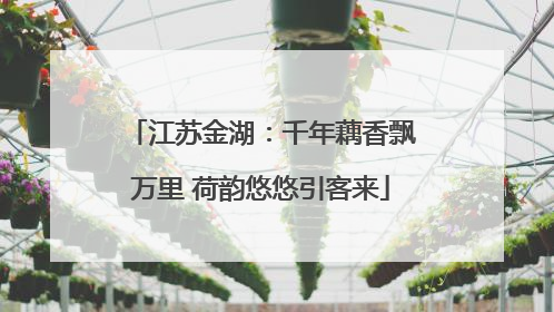 江苏金湖：千年藕香飘万里 荷韵悠悠引客来