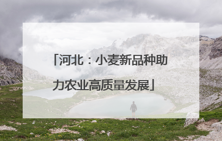 河北：小麦新品种助力农业高质量发展