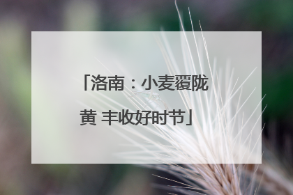 洛南：小麦覆陇黄 丰收好时节