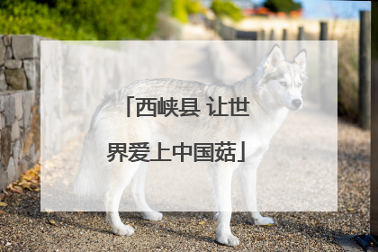西峡县 让世界爱上中国菇