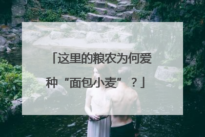 这里的粮农为何爱种“面包小麦”？