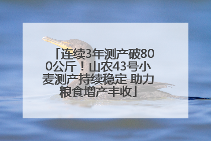 连续3年测产破800公斤！山农43号小麦测产持续稳定 助力粮食增产丰收