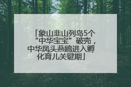 象山韭山列岛5个“中华宝宝”破壳，中华凤头燕鸥进入孵化育儿关键期