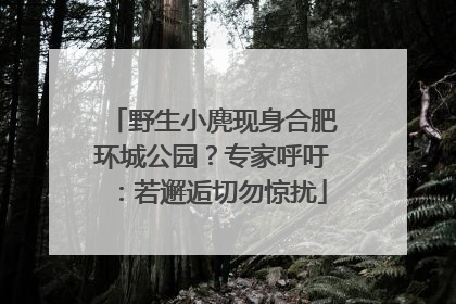 野生小麂现身合肥环城公园？专家呼吁：若邂逅切勿惊扰