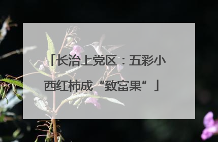 长治上党区：五彩小西红柿成“致富果”