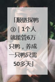 顺链探鸭③｜1个人就能管6万只鸭，养成一只鸭只需50多天