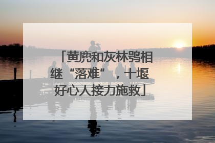 黄麂和灰林鸮相继“落难”，十堰好心人接力施救