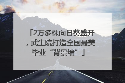 2万多株向日葵盛开，武生院打造全国最美毕业“背景墙”